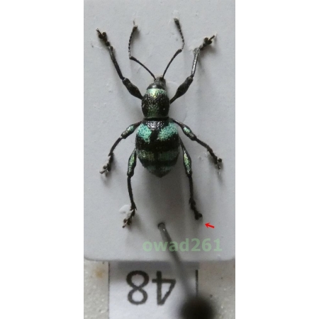 Neopyrgops sp. Heller, 1913 Philippines48